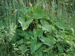 Xanthosoma robustum