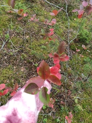 Aronia mitschurinii
