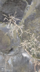 Deschampsia cespitosa