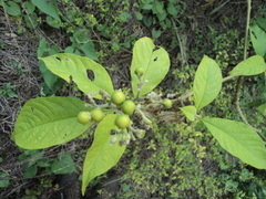Solanum diphyllum