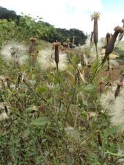 Porophyllum punctatum