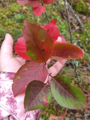 Aronia mitschurinii