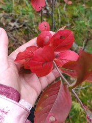 Aronia mitschurinii