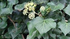 Hedera helix