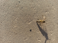 Vespula vulgaris