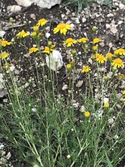 Thymophylla pentachaeta