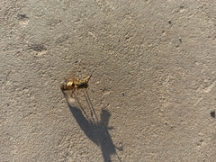Vespula vulgaris