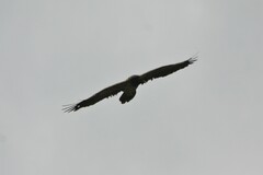 Gypaetus barbatus