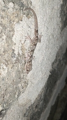 Hemidactylus mabouia