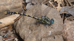 Onychogomphus uncatus