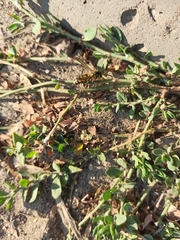 Vespula vulgaris