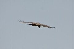 Gypaetus barbatus
