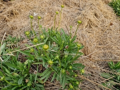 Coreopsis lanceolata