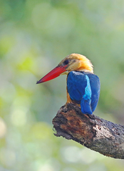 Pelargopsis capensis