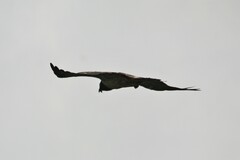 Gypaetus barbatus