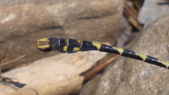 Onychogomphus uncatus