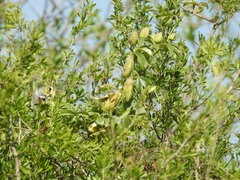 Passiflora caerulea