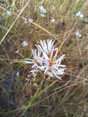 Symphyotrichum hallii