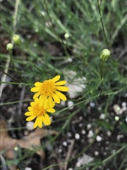 Thymophylla pentachaeta