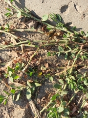 Vespula vulgaris