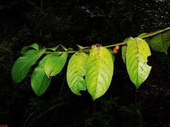 Siparuna guianensis