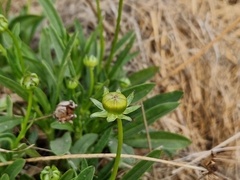 Coreopsis lanceolata