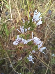 Symphyotrichum hallii