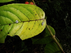 Siparuna guianensis