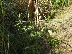 Solanum amygdalifolium