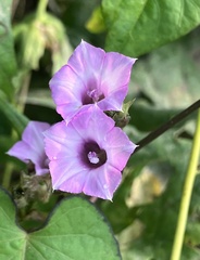 Ipomoea triloba