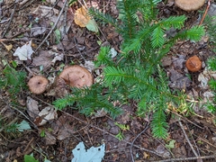 Cortinarius armillatus