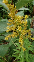 Solidago lepida