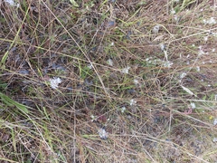 Symphyotrichum hallii