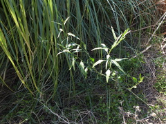 Solanum amygdalifolium