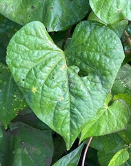 Ipomoea triloba