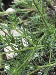 Thymophylla pentachaeta