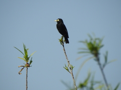 Hymenops perspicillatus