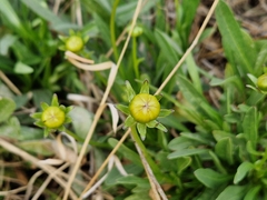 Coreopsis lanceolata