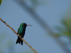 Chlorostilbon lucidus