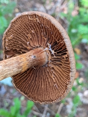 Cortinarius armillatus