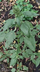 Amaranthus retroflexus