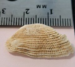 Acar rostae