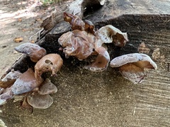 Auricularia