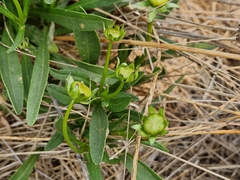 Coreopsis lanceolata