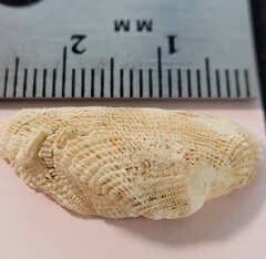 Acar rostae