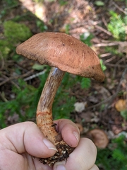 Cortinarius armillatus