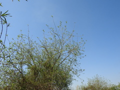 Sapium haematospermum