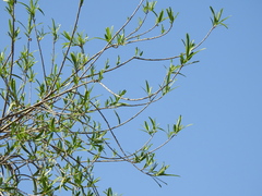 Sapium haematospermum