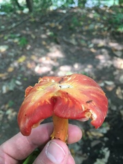 Hygrocybe