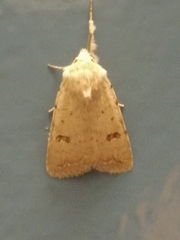 Caradrina kadenii